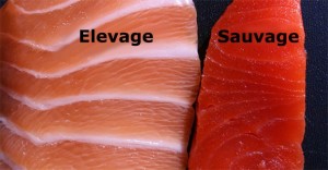 saumon-sauvage-elevage